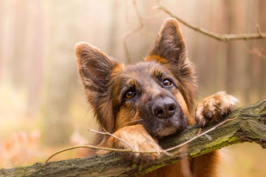 Немецкая овчарка дома. Овчарка. Немецкая овчарка спит. Преданные собаки. Снится собака большая добрая овчарка.