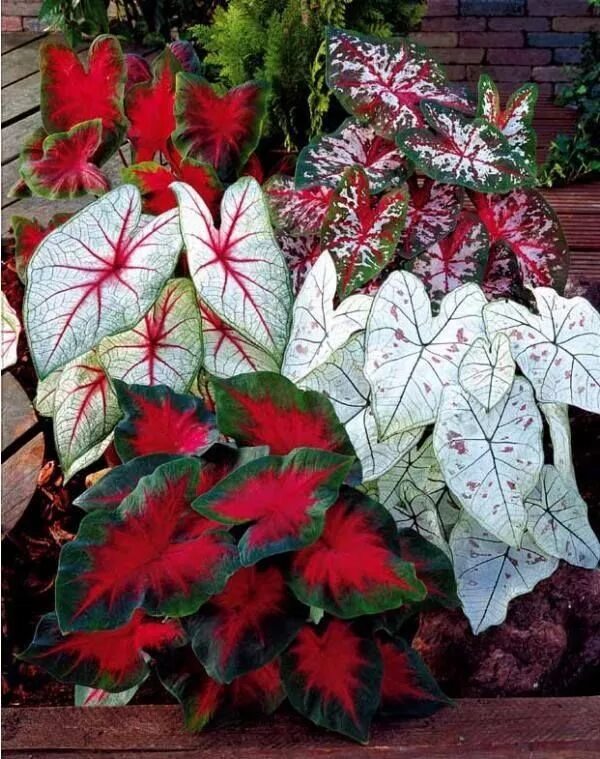 Caladium bicolor, Caladio, caladium, corazón de María, Corazón de Jesús, Paleta 