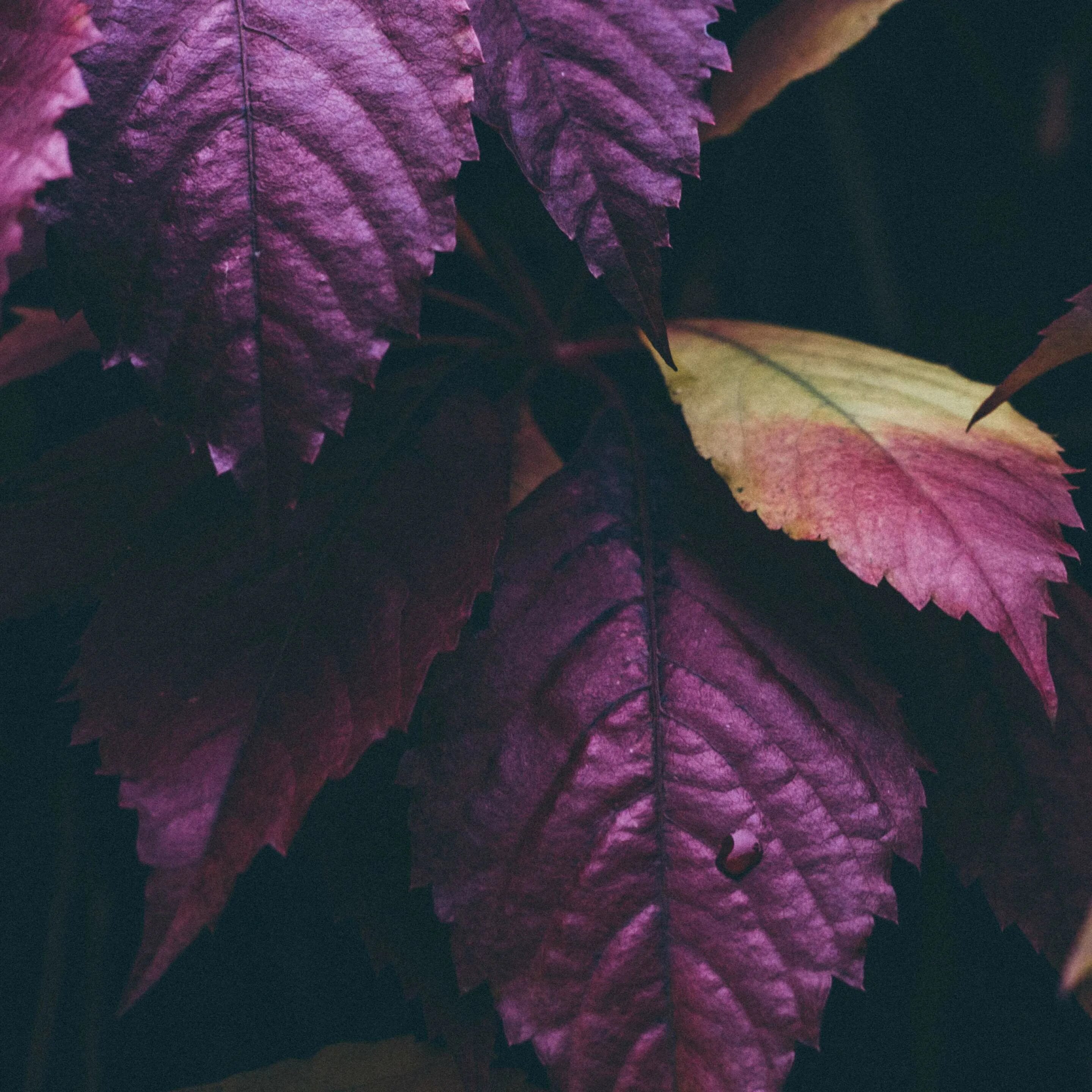 Фиолетовые листья. Пурпурный трилистник. Фиолетовый лист. Фиолетовый листок. Фиолетовые листья.