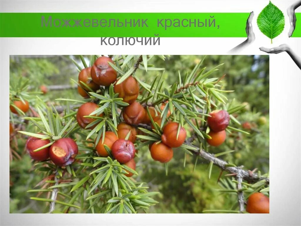 Альтернариоз можжевельника. Можжевельник колючий крымский. Шишки туи брабант. Пузырчатая ржавчина можжевельника. Обыкновенное шютте сосны.