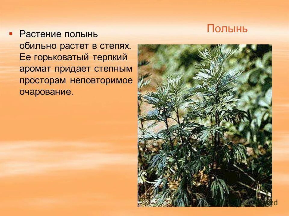 Полынь в степи. Полынь амброзия. Полынь природная зона обитания. Полынь степная. Полынь двудомная полынь горькая.