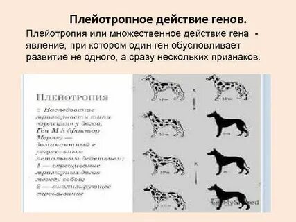 Плейотропия