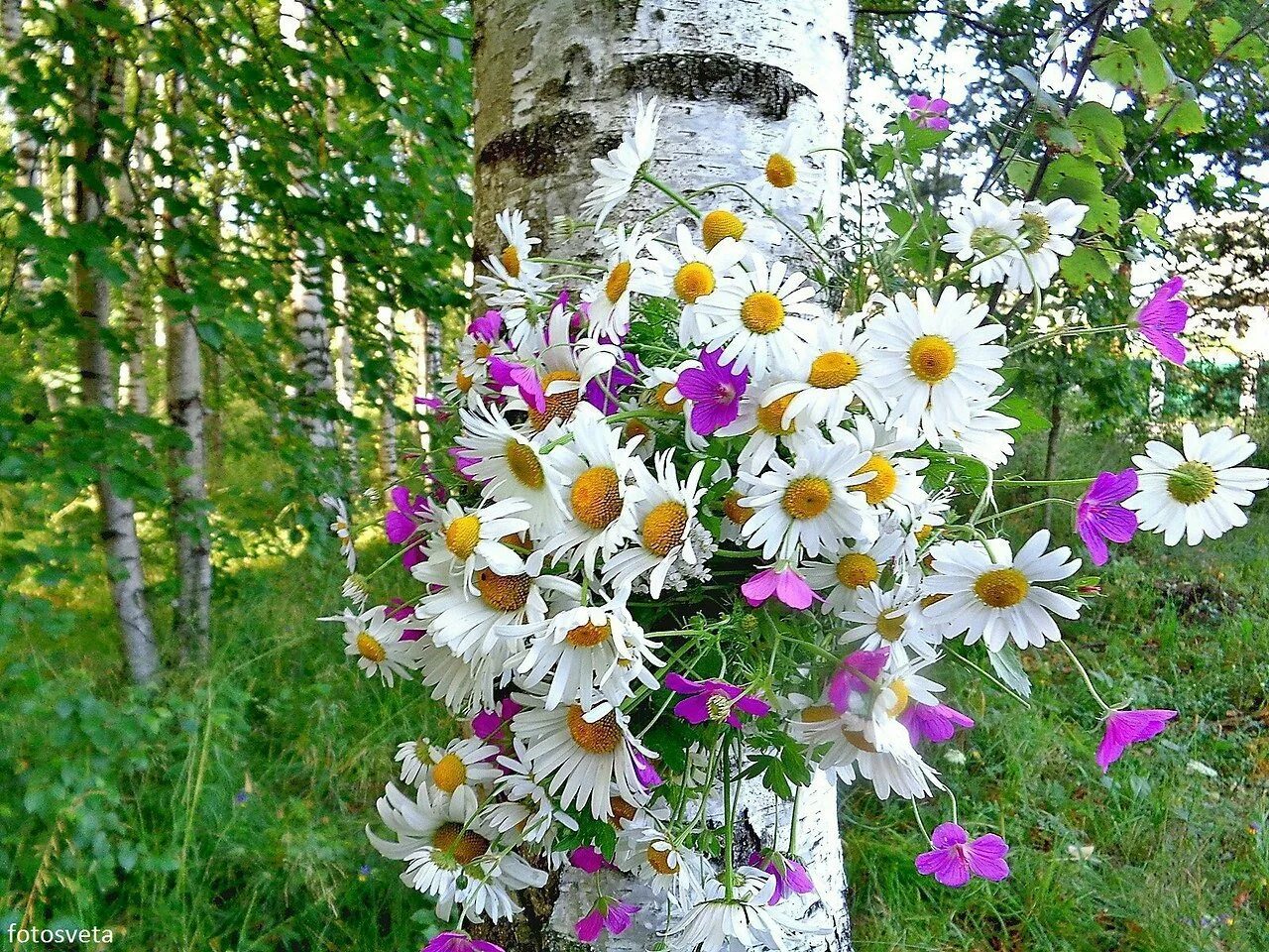 Березки ромашки. Березово-Ромашковая Русь. Моя Ромашковая Русь. Русь-Ромашковая», «Русь-Берёзовая».