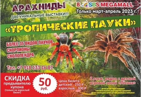 Пауки в новороссийске