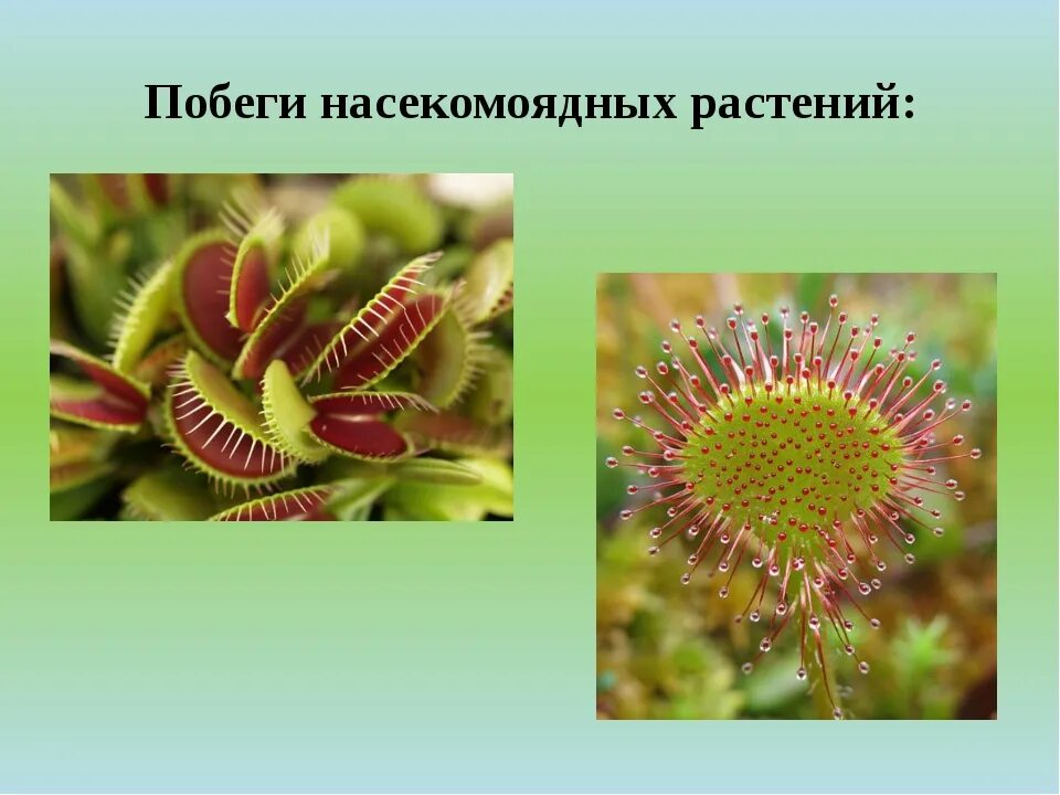 Ловчие листья имеются у. Ловчие аппараты насекомоядных растений. побеги насекомоядных растений. приспособления растений хищников. растения хищники примеры.