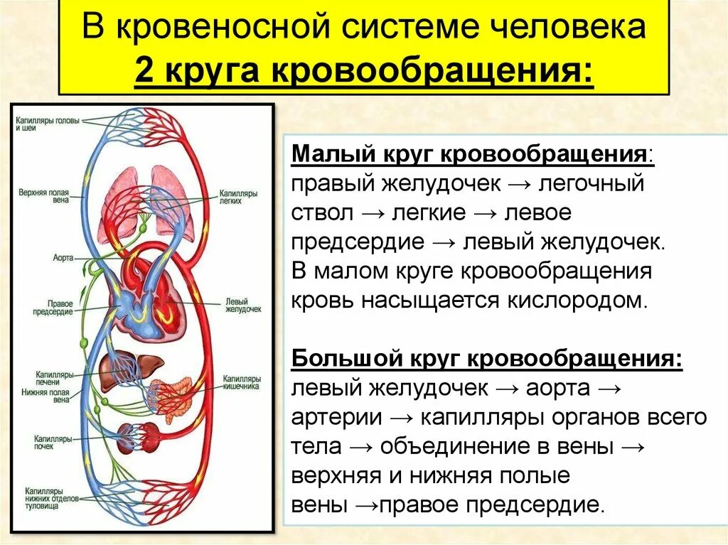 Кровообращения человека текст. Большой и малый круг кровообращения. В Малом круге кровообращения кровь насыщается. Круги кровообращения схема. Кровеносная система человека круги кровообращения.