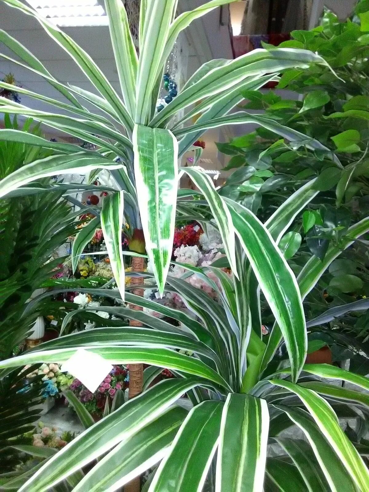 Цветы листьями похожий на пальму. Цветы листьями похожий на пальму. Цветы листьями похожий на пальму. Хамедорея неанта. Пальма кукуруза.