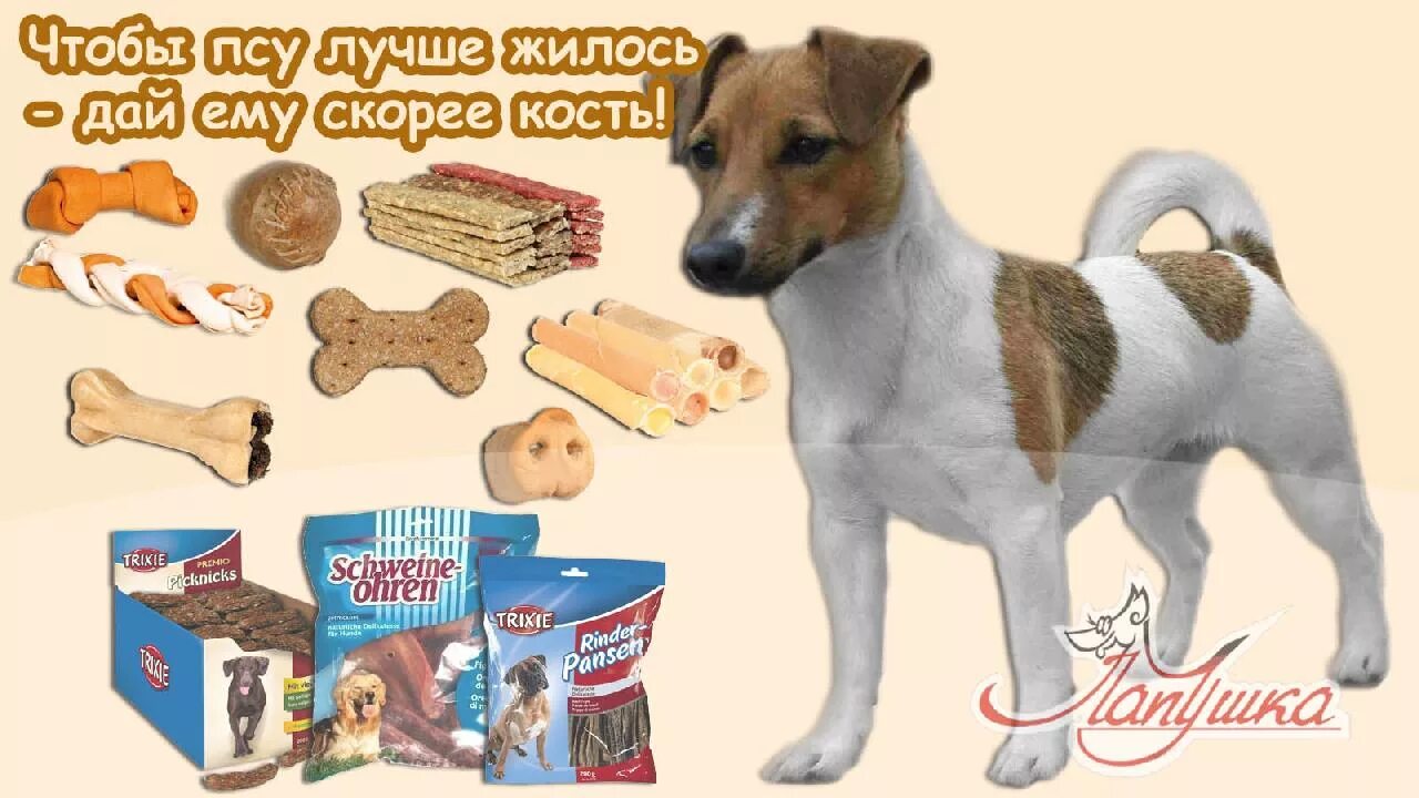 Какие косточки можно давать собаке. Какие кости нельзя собакам. Схема натурального кормления собак. Какие кости нельзя давать собакам. Какие кости можно давать собаке.