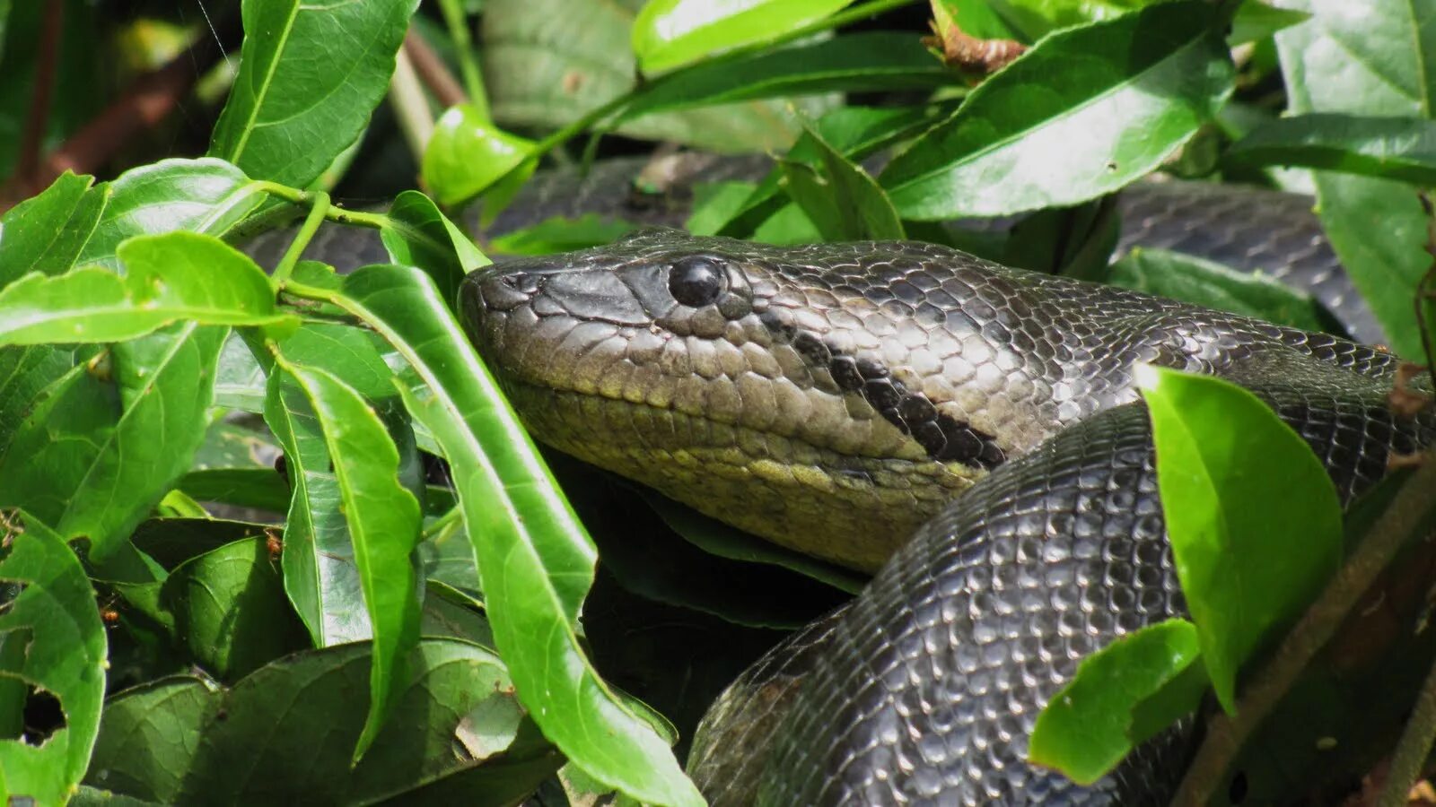 Yellow Anaconda with Nicks Adventuresbolivia.com Pantanal, Bolivian, Tours