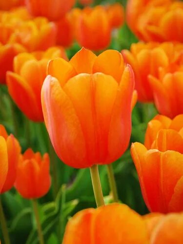 Tulip 'Orange Princess' bulbs - Buy online at Farmer Gracy UK