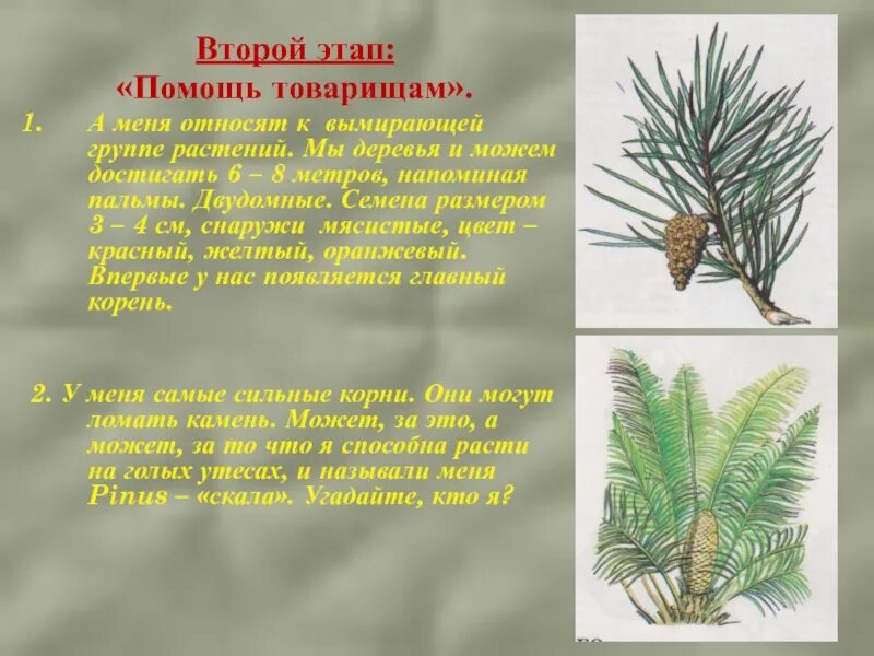 Самостоятельная работа по биологии голосеменные растения. Хвойные Голосеменные растения. Голосеменные отдел семенных растений. Голосеменные растения 5 класс биология. Представители отдела голосеменных растений.