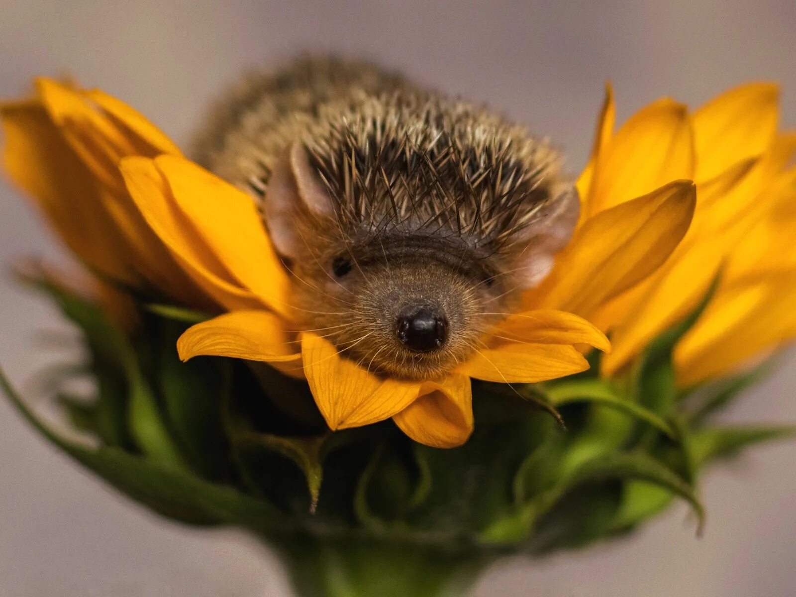 Ежик с цветами. Ежик с цветами. Ежик с цветочком. Ежик с цветами. Ежик с цветочком.