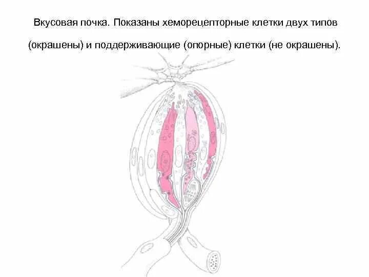 Периферические клетки вкусовой почки. Поддерживающие клетки вкусовой почки. Опорные клетки вкусовой почки. Строение вкусовой почки физиология