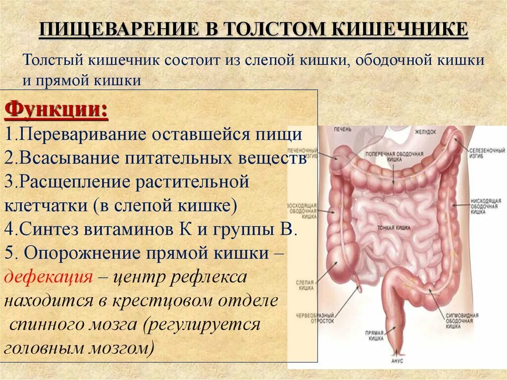 Роль толстой кишки. Пищеварительная система толстый кишечник. Функции отделов Толстого кишечника. Функции Толстого кишечника человека в пищеварении. Пищеварительная функция Толстого кишечника человека.