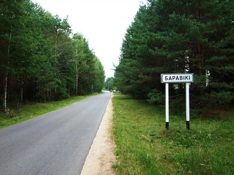 Боровики. Боровики. Паутинник аномальный гриб. Деревня засетье гродненская область. Гриб заячий боровик.