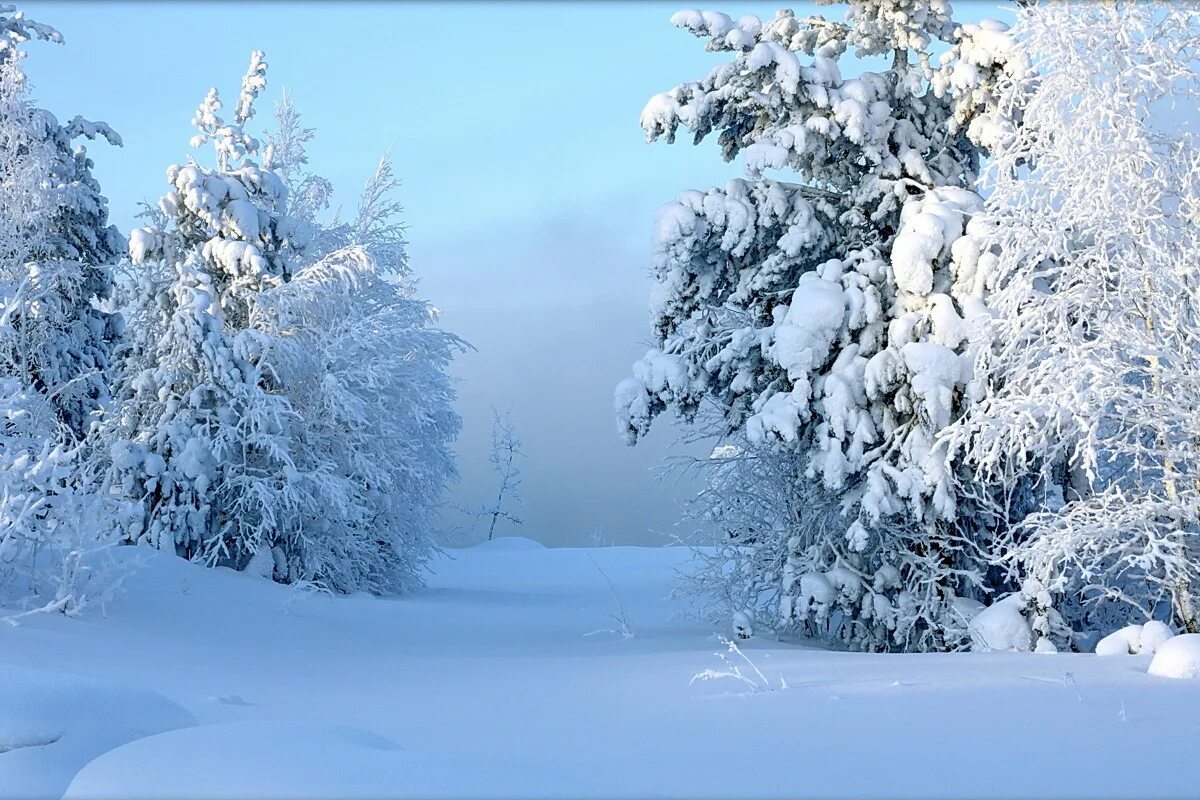 Где прячется снег. Белый снег. Зимняя сказка. Снежная нежная сказка зимы. Солнце зимнее ли мещет.