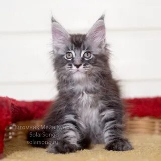 Авито котята мейн куна