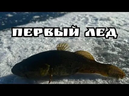 Ловля ротана зимой по первому льду