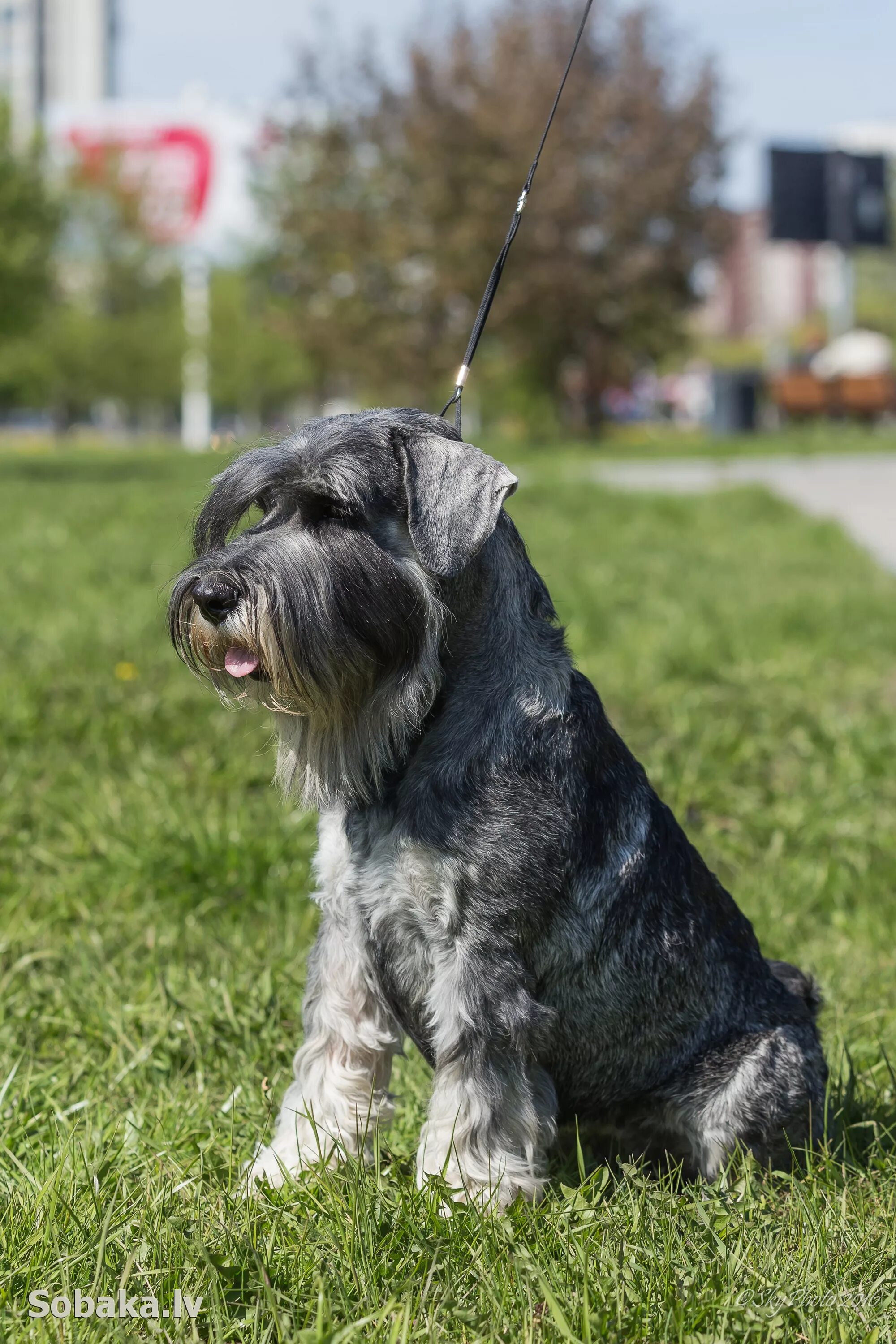 Вышивка лабрадор крестом. Набор для вышивания pce132. Анкор собака. Миттельшнауцер для охраны дома отзывы. Анкор собака.