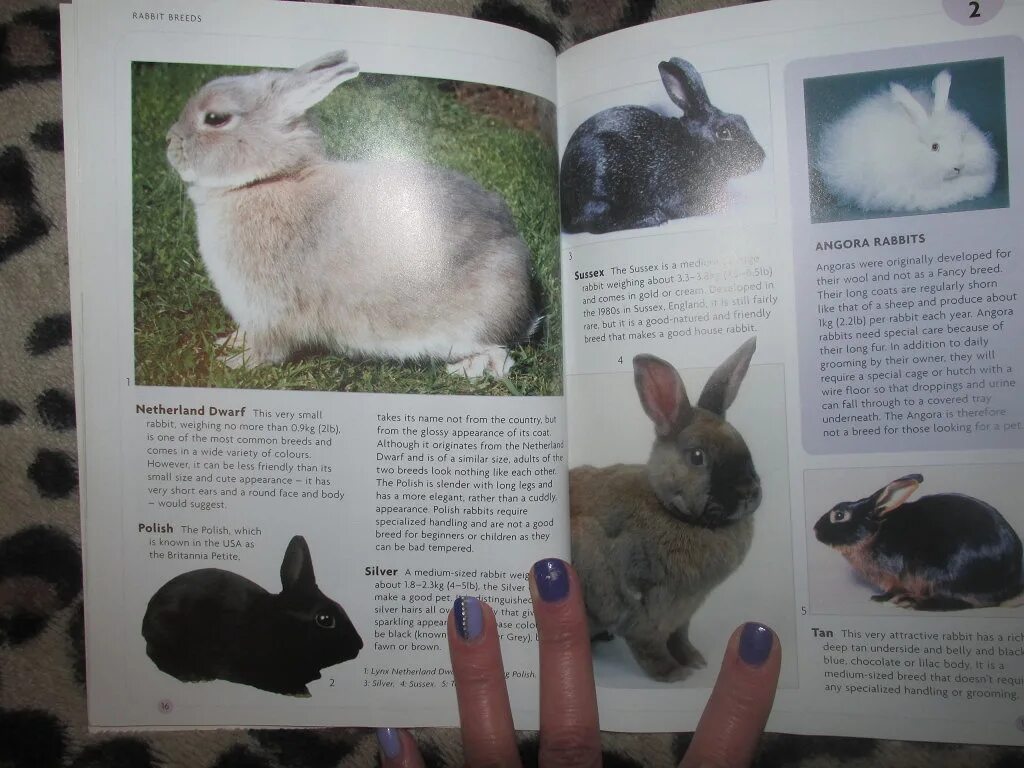 Английский кролики 2 2. Кролик с книгой. Детские книги про кроликов. Кролик на английском. Рассказ о кролике на английском языке.