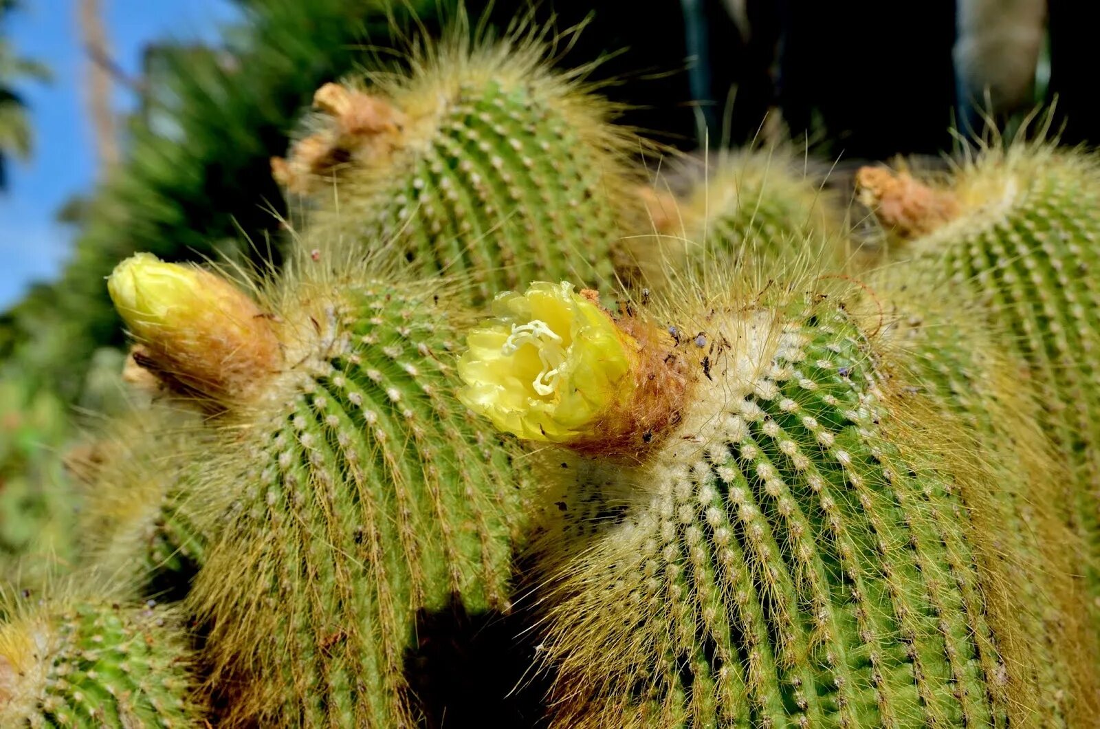 кактусы домашние доклад. кактус родина растения родина растения. кактус 3 класс. кактус описание растения. доклад про кактус.