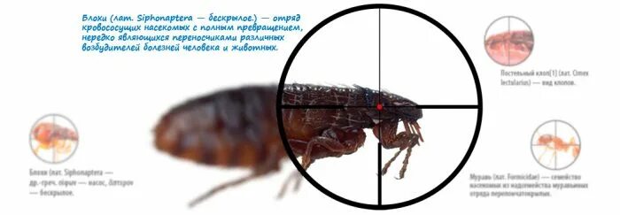 Что значит блоха