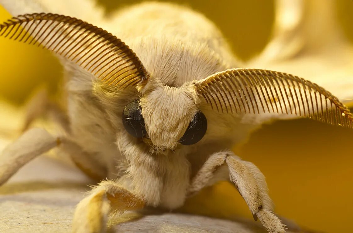 винусуэльский пуделëвый матылëк. венесуэльский мотылёк-пудель. венесуэльский пуделевый мотылек гусеница. тутовый шелкопряд бабочка. венесуэльский мотылёк-пудель.