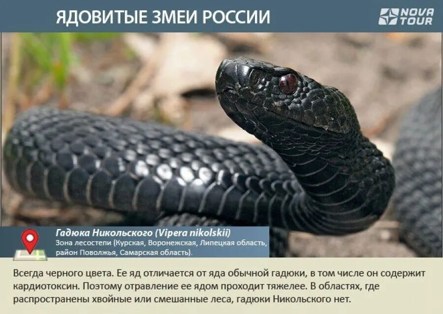 Перечень ядовитых змей. Гадюка никольского красная книга. список ядовитых змей в россии. гадюка в россии. змеи распространенные.