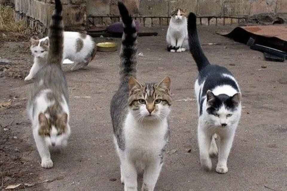 Кот ходит поет. Суровый челябинский кот.