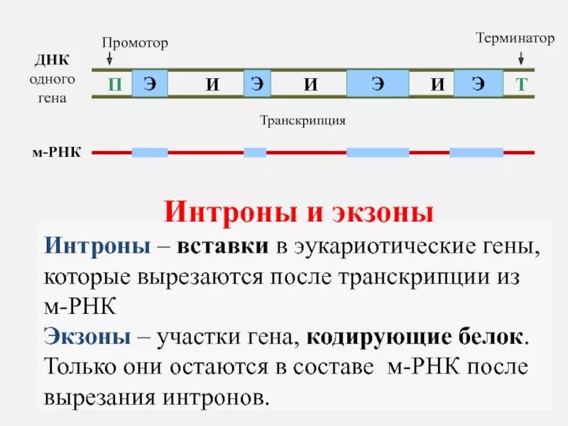 Нести ген. Кодирующие участки гена интрон терминатор промотор экзон. строение эукариотического гена промотор 5 лидер экзоны. экзон интрон промотор строение гена. интрон-экзонная структура гена.