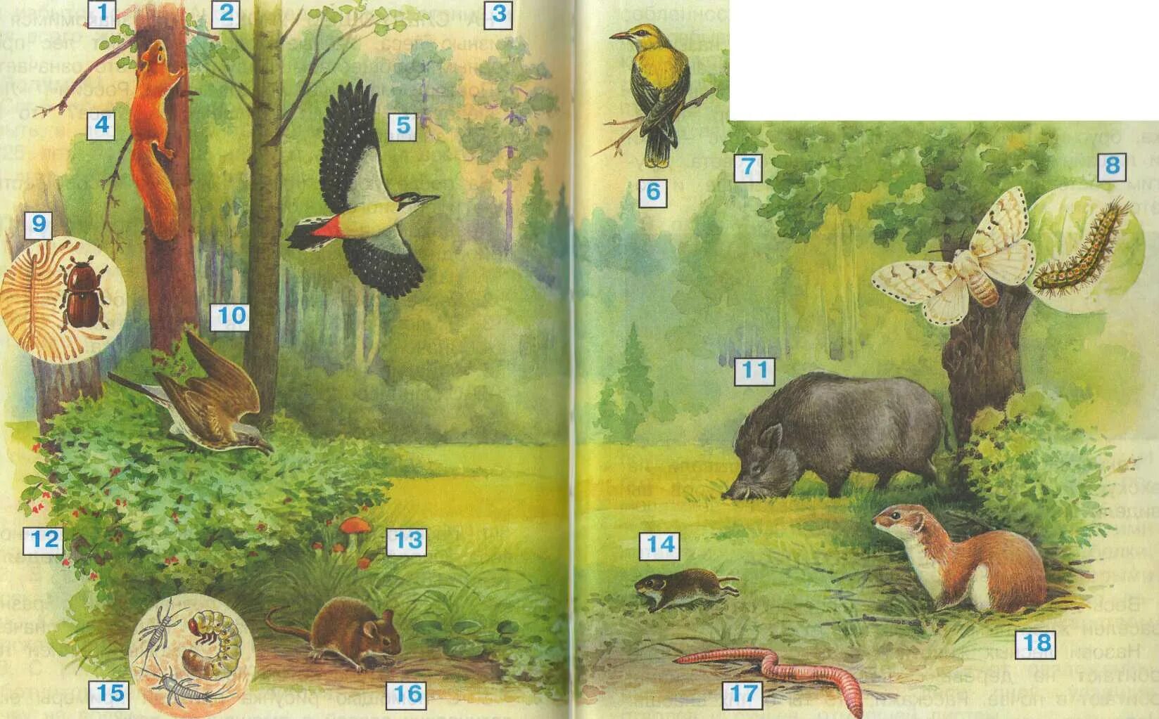 Кто из лесных обитателей издает мелодичные звуки. Иллюстрации из учебника окружающий мир. Иллюстрации в учебнике окружающий. Экологические связи в лесу четвёртый класс. Природное сообщество леса картинки.