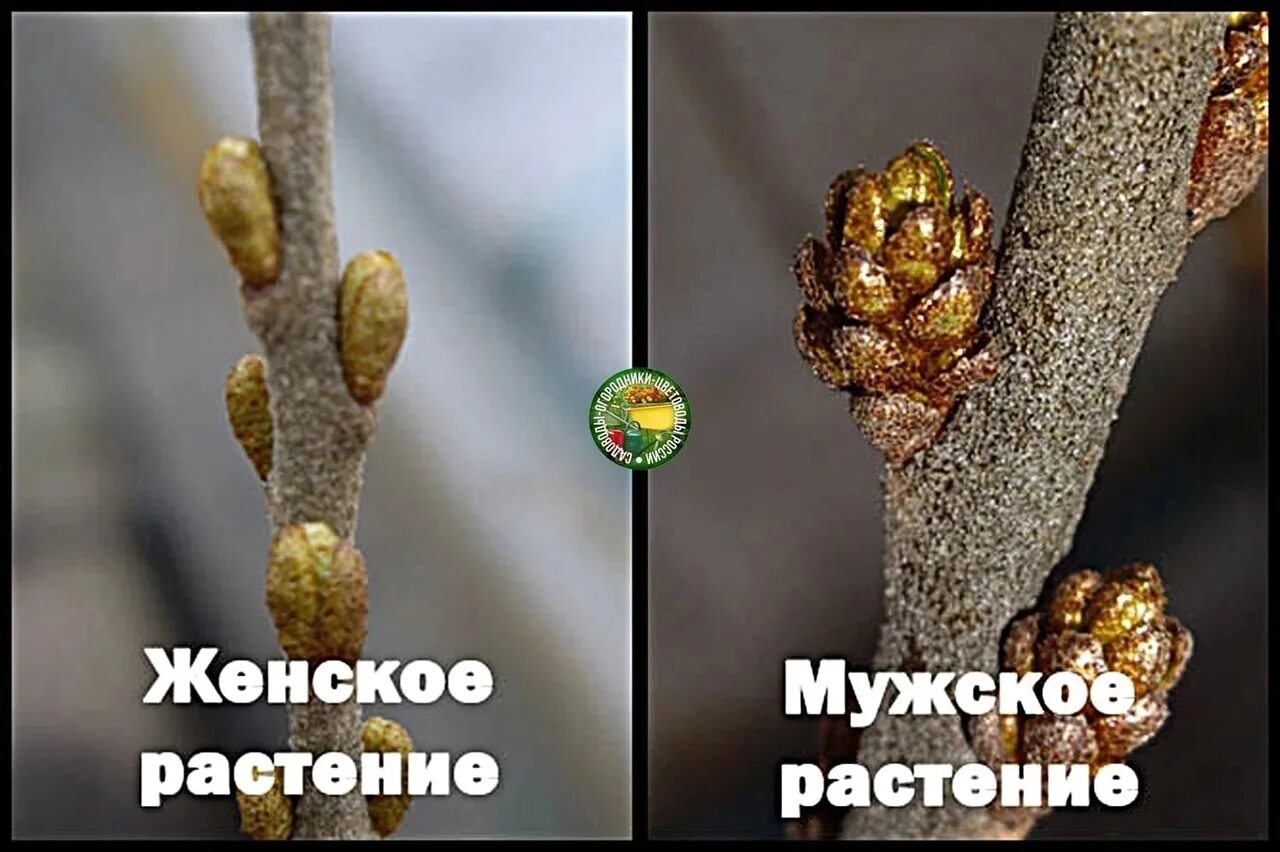 Как различить облепиху женскую. Отличить облепиху мужскую от женской. облепиха как различить мужское и женское дерево. облепиха мужские и женские растения. облепиха женское дерево.