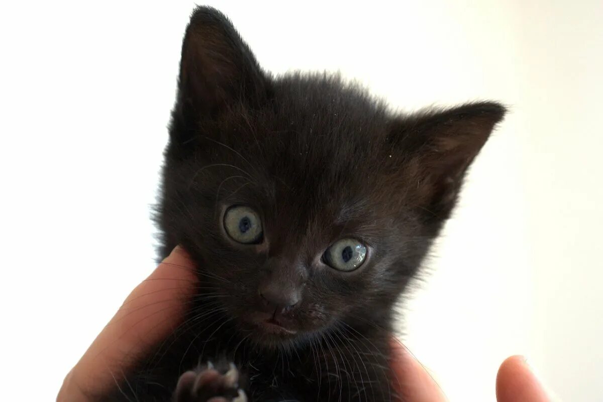 Черный котенок. Маленький черный котенок. Милые черные котята. Кошки маленькие черные. Какие черные котята есть
