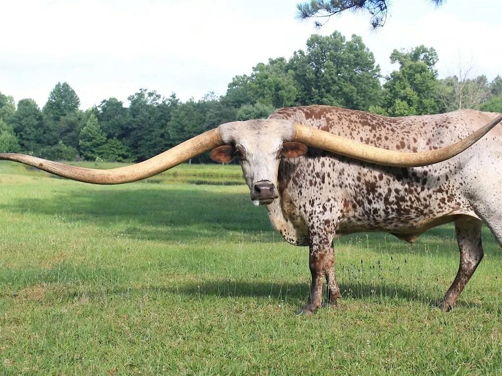 Самые большие животные список. Техасский лонгхорн. Техасский лонгхорн самые длинные рога. Гигантский бык. Самый большой бык.