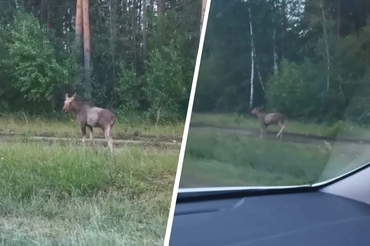 Лосиный екатеринбург. Лось у трассы Свердловская область. Лось бежит.