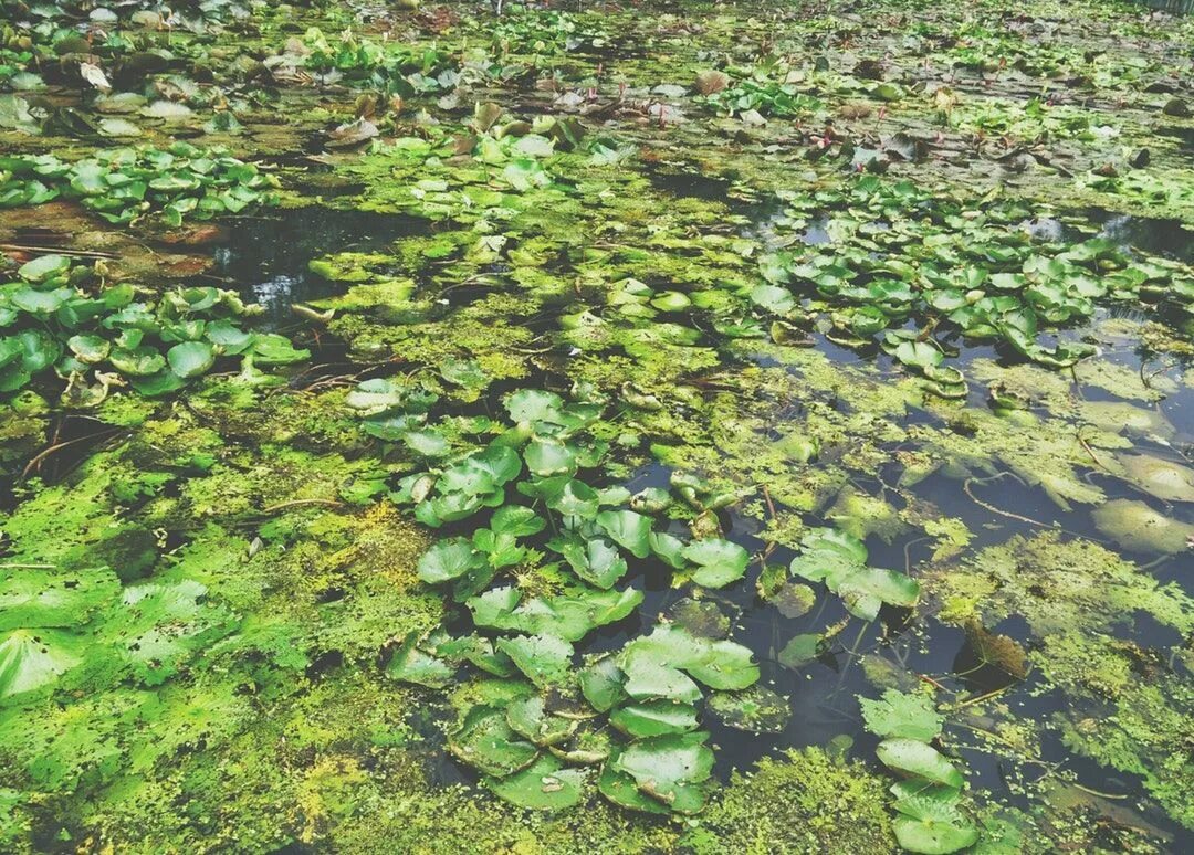 Поверхность прудов летом бывает сплошь затянута водорослью