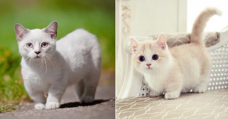 Кошки которые не растут