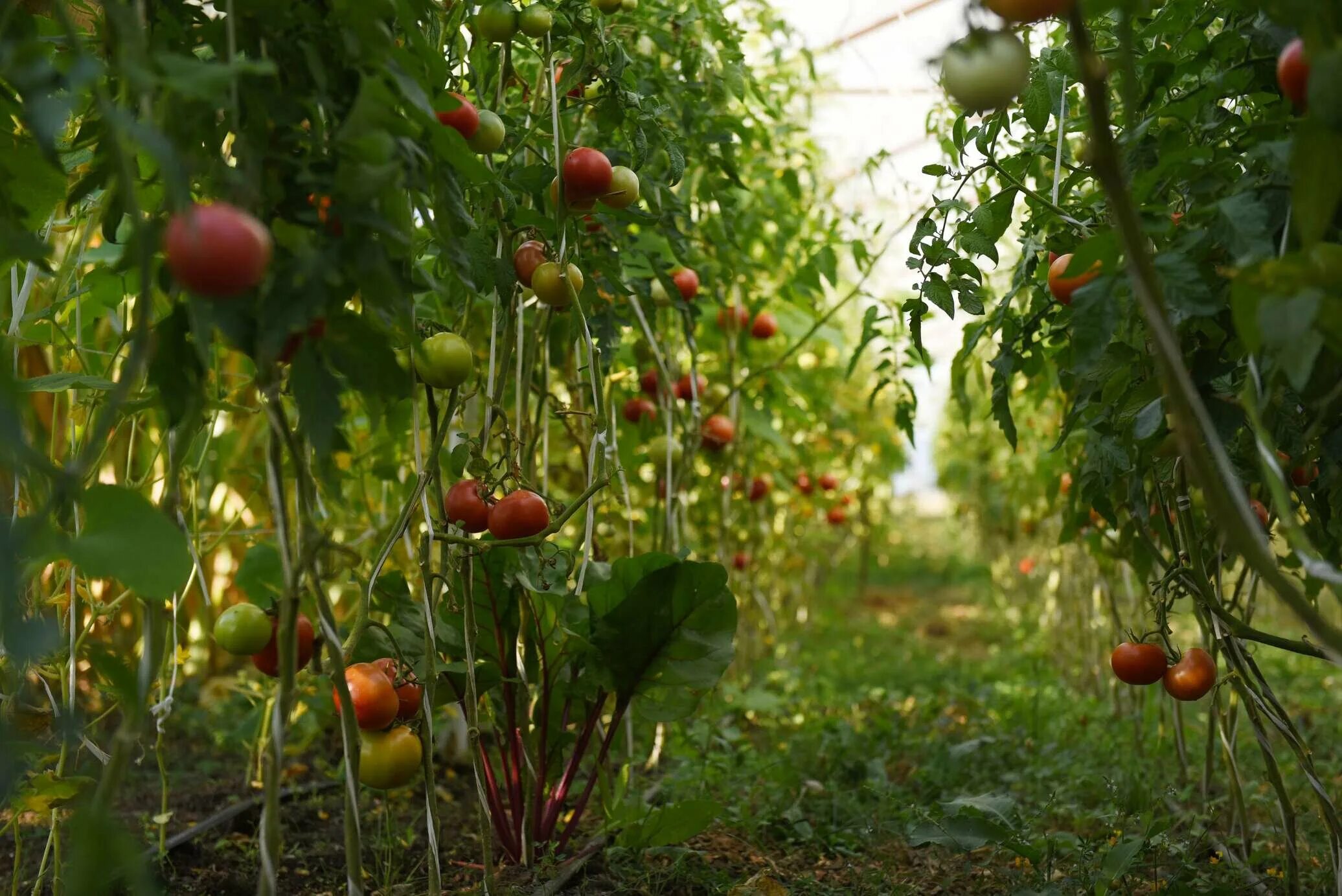 Овощеводство в Абхазии. Какие фрукты растут в Осетии. Что выращивают в южнойасетии. Фруктовые сады Южной Осетии фото. Сады осетии