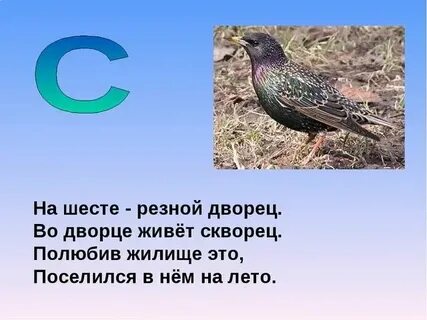 Скорость скворца 20 м с что составляет