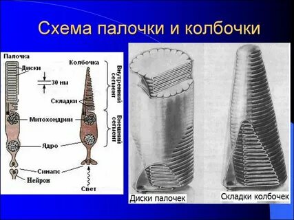 Где расположены палочки