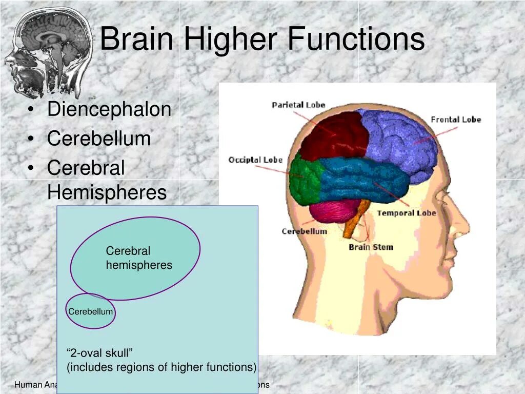 High brains. Higher Regions of Brain. Diencephalon functions. Diencephalon between 2 cerebral Hemispheres.