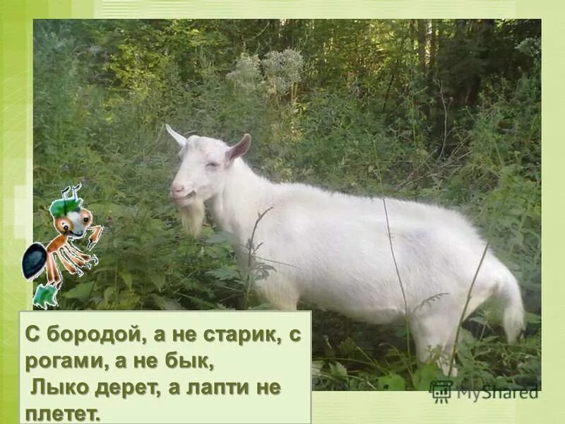 Бородой лыко лаптей загадка. Бородой лыко лаптей загадка. С рогами а не бык. Загадки о животных. Загадка бородой трясет лыко дерет а лаптей не.