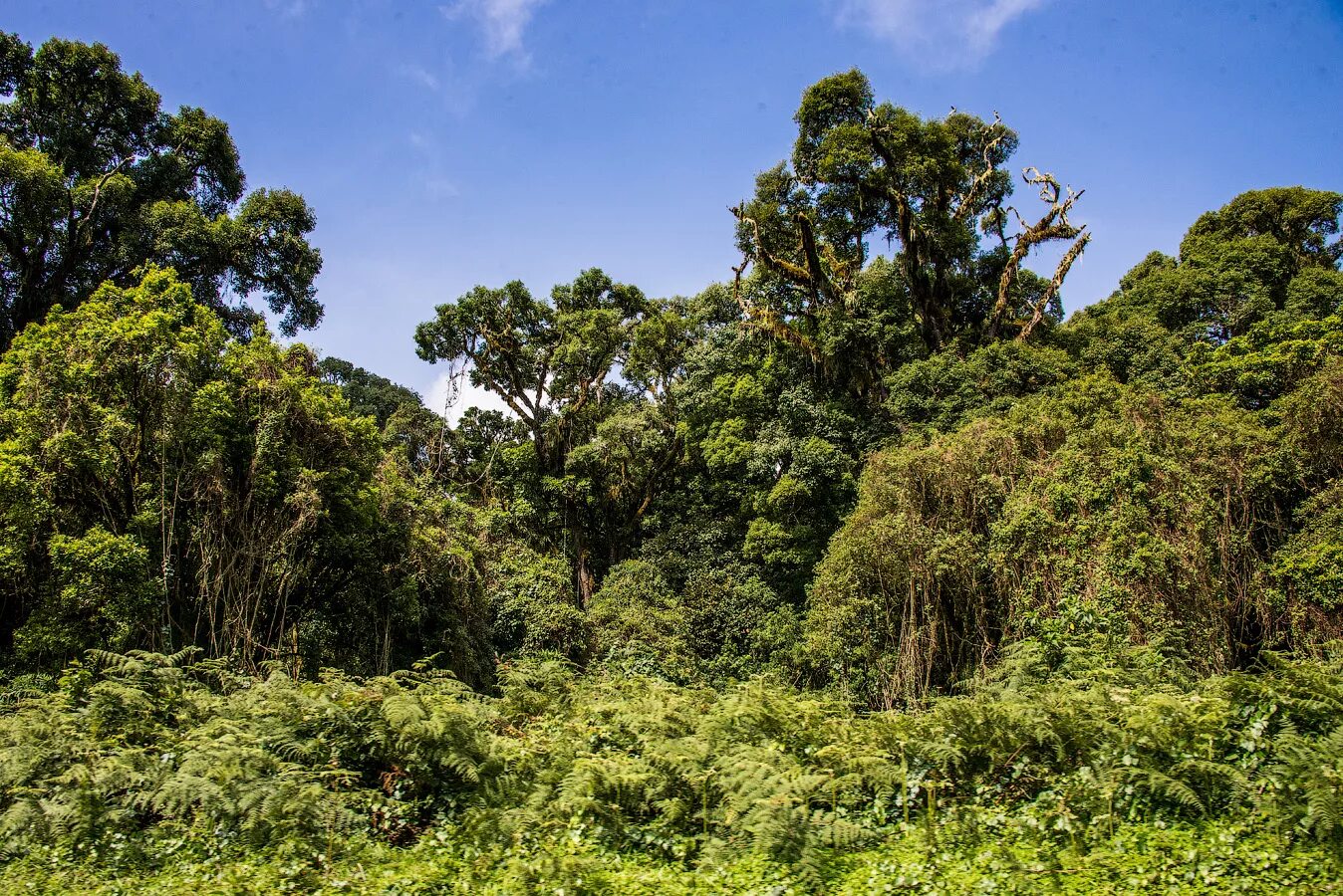 Гилея в Африке. Гвинейская лесосаванна. Влажные экваториальные леса Африки. Экваториальная Гвинея растительность.