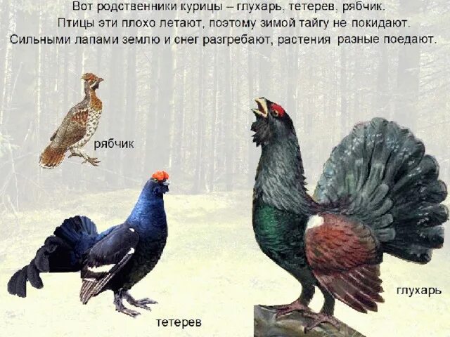 Мой край. Растительный и животный мир Челябинской области