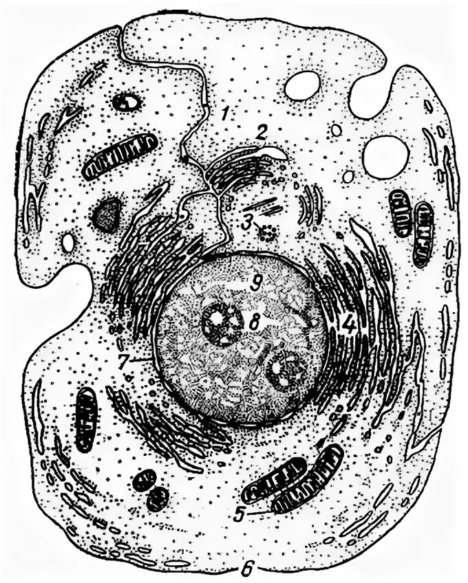 Полость в цитоплазме клетки 7 букв. Эукариотическая клетка черно белая. Ядро цитоплазма рисунок клетки. Строение ядра клетки. Строение эукариотической клетки черно-белые.