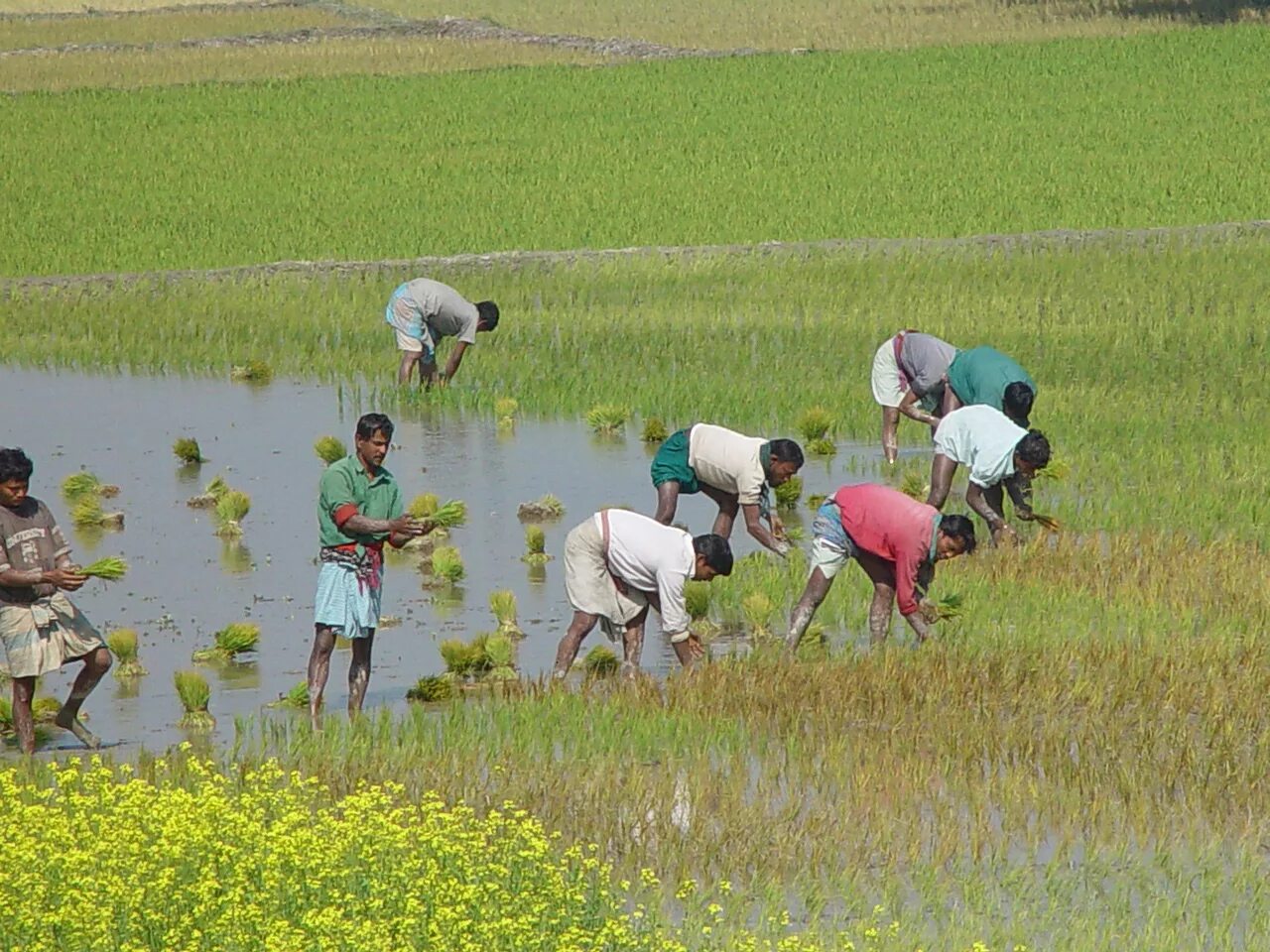 Бангладеш сельское хозяйство. Бангладеш сельское хозяйство. Бангладеш рис. Поле риса в клипе. Бангладеш земледелие.