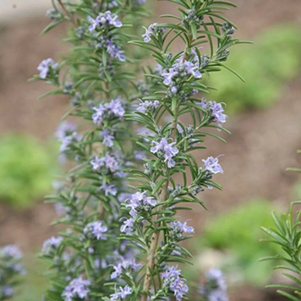 Розмарин Апрайт Блю. Розмарин (Salvia Rosmarinus). Розмарин лекарственный Blue Cascade. Розмарин Корсикан Блю.