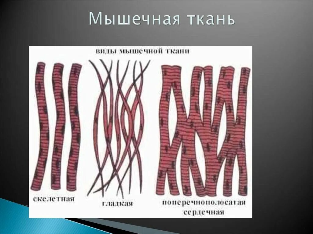 Рисунок волокна поперечнополосатой мышечной ткани. Поперечно Скелетная мышечная ткань. Мышечная ткань рисунок клетки. Скелетная и сердечная мышечные ткани. Мышечные ткани какие