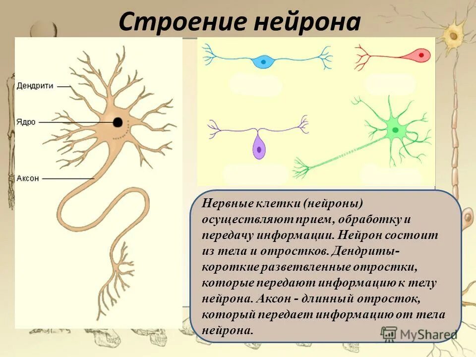 Короткие аксоны сильно ветвятся. Аксон клетки нейрона. Строение нейрона. Строение клетки нейрона. Строение нервной клетки.