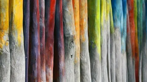 Colorful woods